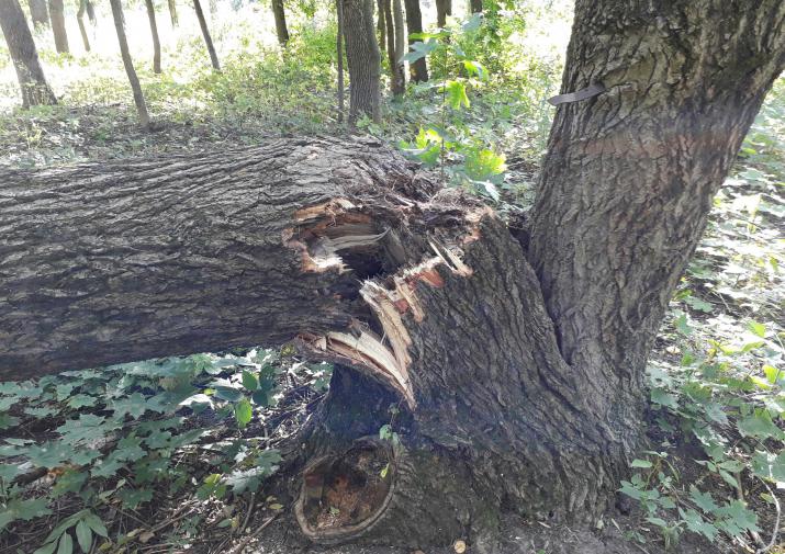 Не менее 60 деревьев повалено в столице РФ из-за ветра