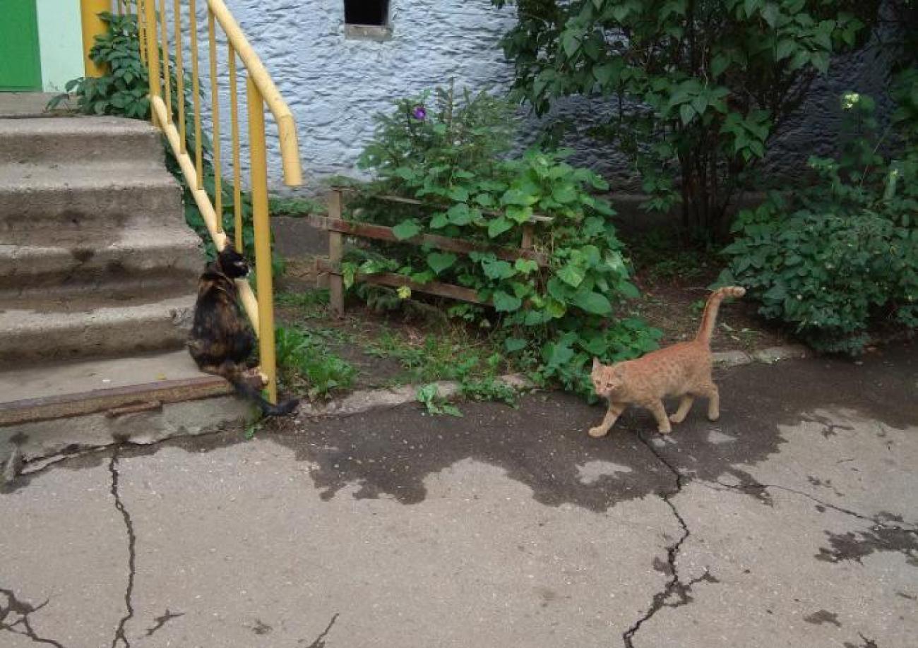 Тульские подвалы откроют для кошек