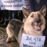 Правительство Тульской области готово принять участие в расследовании убийства животных. Правительство Тульской области готово принять участие в расследовании убийства животных.
