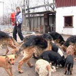 В Туле построят приют для бродячих животных В Туле построят приют для бродячих животных