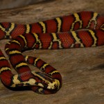 Maculophis bellus chapaensis Maculophis bellus chapaensis