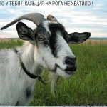 Ночью с пастбища у тулячки украли козу и козленка Ночью с пастбища у тулячки украли козу и козленка