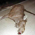 Под Тулой полицейские застрелили буйного и неадекватного лося Под Тулой полицейские застрелили буйного и неадекватного лося
