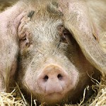 Тульское МЧС контролирует ситуацию с африканской чумой свиней Тульское МЧС контролирует ситуацию с африканской чумой свиней