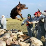 Антонов: Случаи падежа кабанов не надо утаивать Антонов: Случаи падежа кабанов не надо утаивать