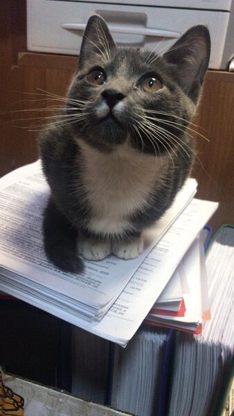 Котик ведет себя спокойно и сразу занял самое важное место в помещении - на документах.