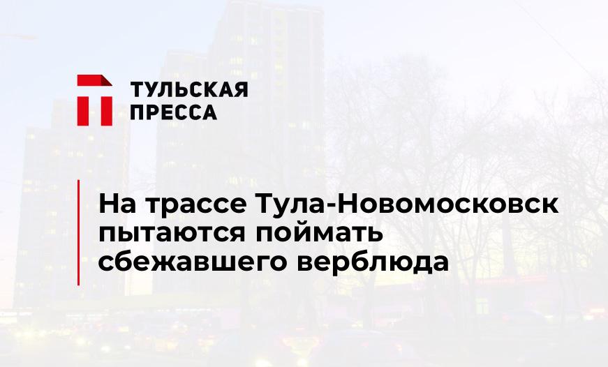 На трассе Тула-Новомосковск пытаются поймать сбежавшего верблюда