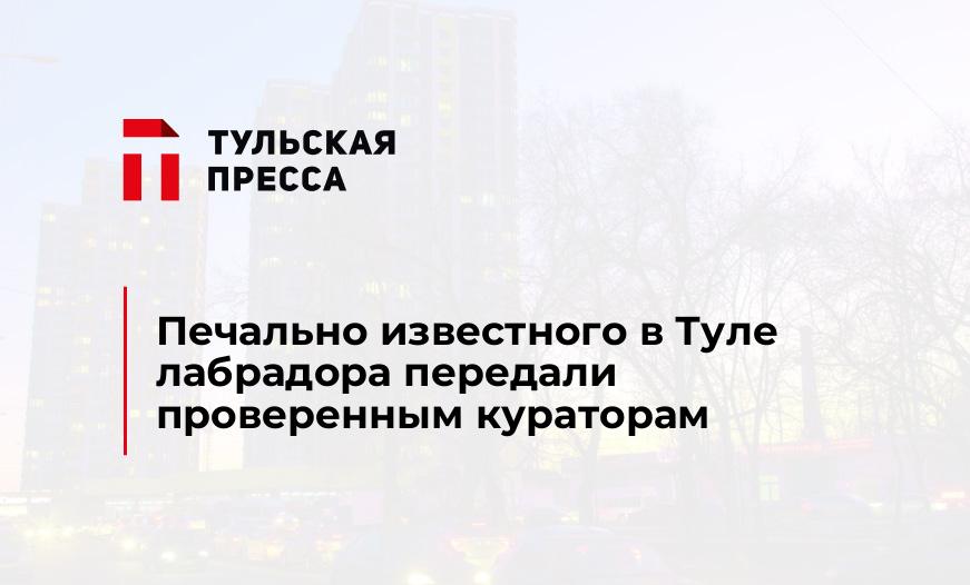 Печально известного в Туле лабрадора передали проверенным кураторам