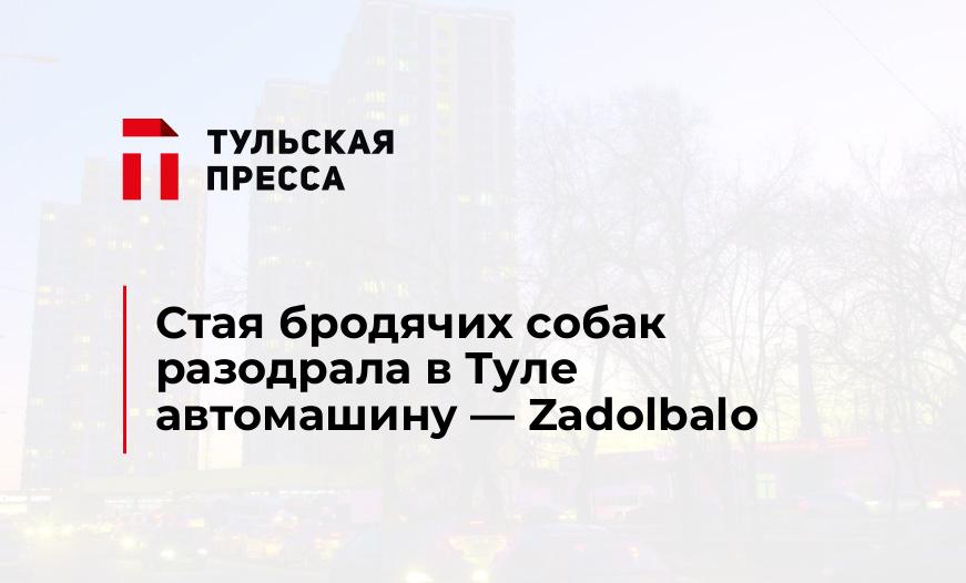 Стая бродячих собак разодрала в Туле автомашину - Zadolbalo