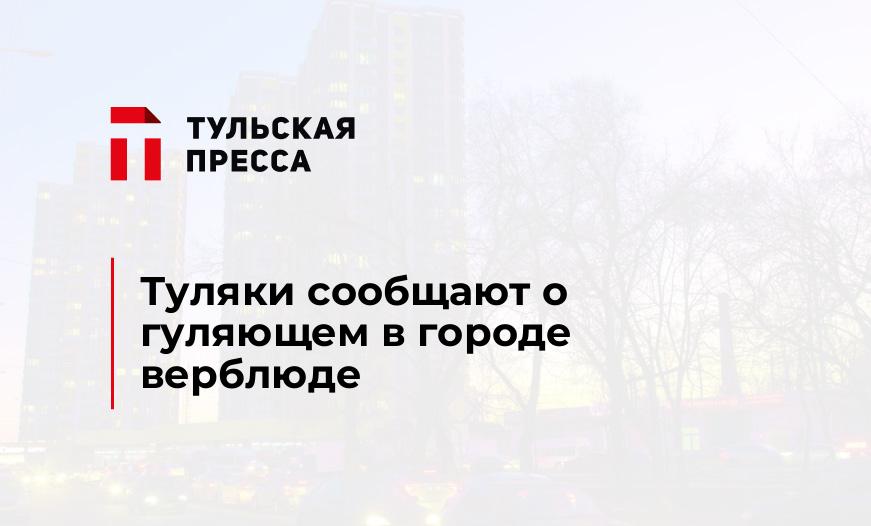 Туляки сообщают о гуляющем в городе верблюде