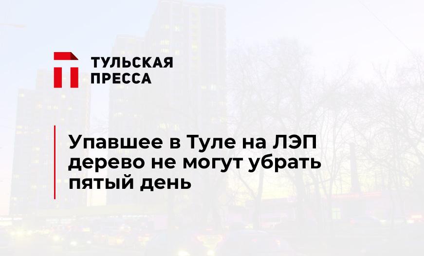 Упавшее в Туле на ЛЭП дерево не могут убрать пятый день