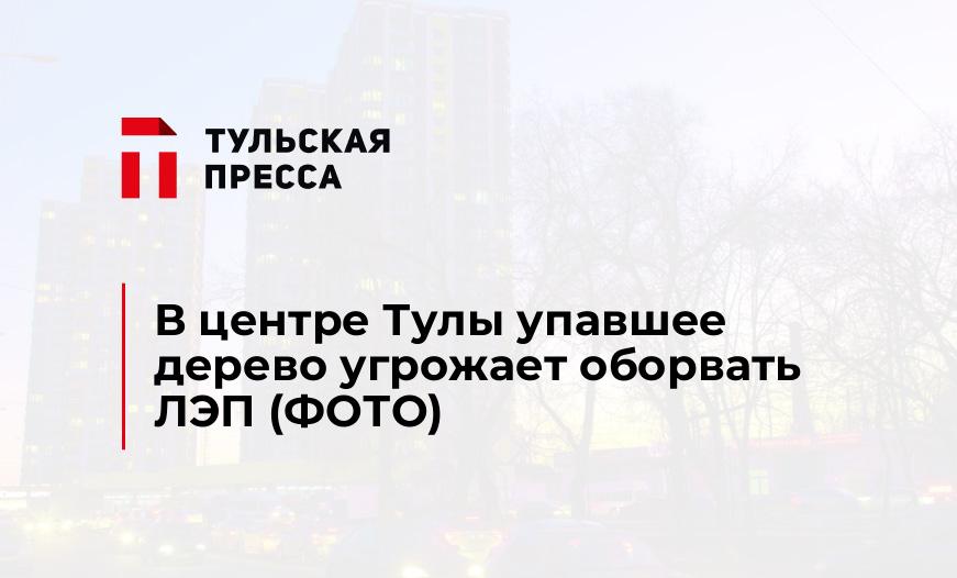 В центре Тулы упавшее дерево угрожает оборвать ЛЭП (ФОТО)