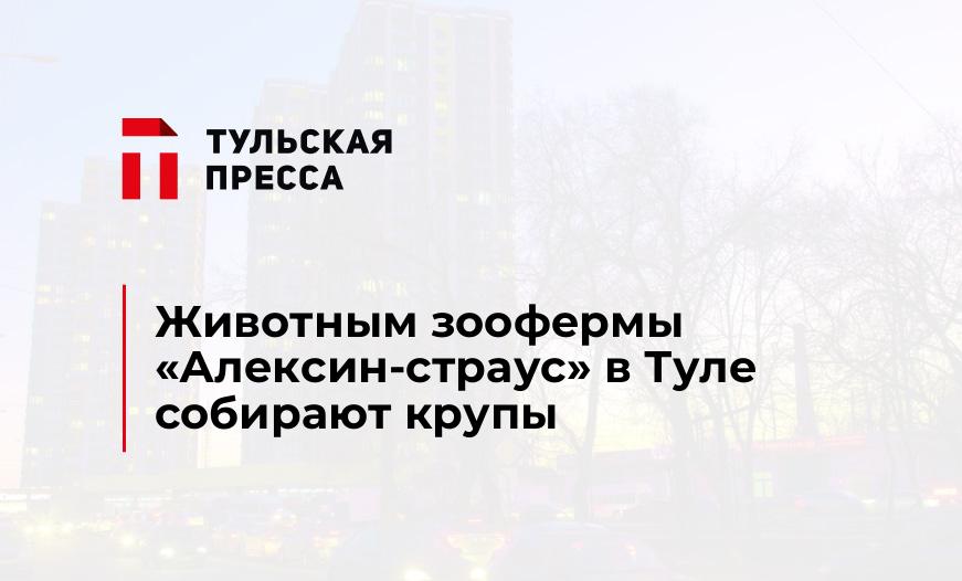 Животным зоофермы "Алексин-страус" в Туле собирают крупы