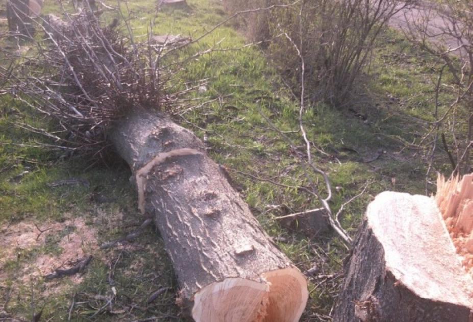 Спиленные Деревья Фото