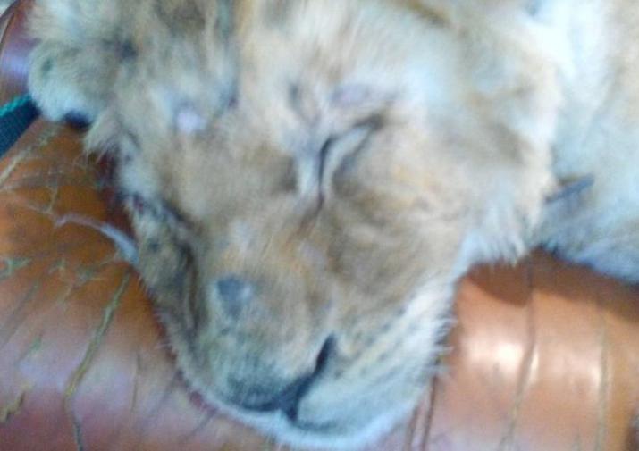 В Твери наказали коммерсантов, показавших замученного львенка в торговом центре
