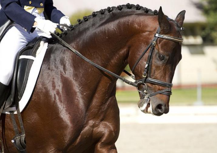 В Тульской области пройдут соревнования по конному спорту для лиц с ОВЗ