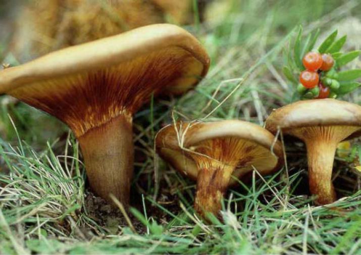 В Тульской области человек отравился "условно съедобными" грибами