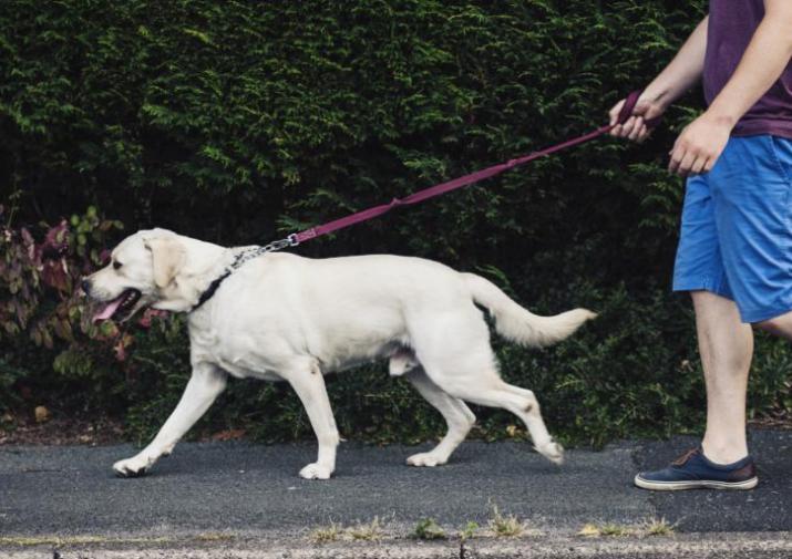 Выберите сами: туляки могут предложить места для выгула и дрессировки собак