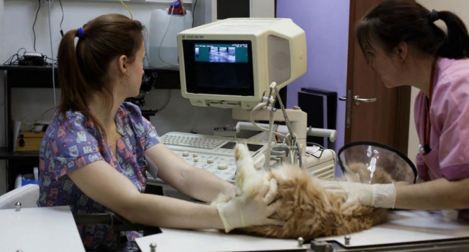 козельская ветстанция по борьбе с болезнями животных. фрунзе 27 тула ветеринарная клиника. пузакова 58 ветеринарная аптека тула. ветеринарная аптека. ветклиника барон тула.