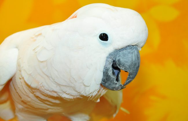 Туляков приглашают на выставку говорящих попугаев