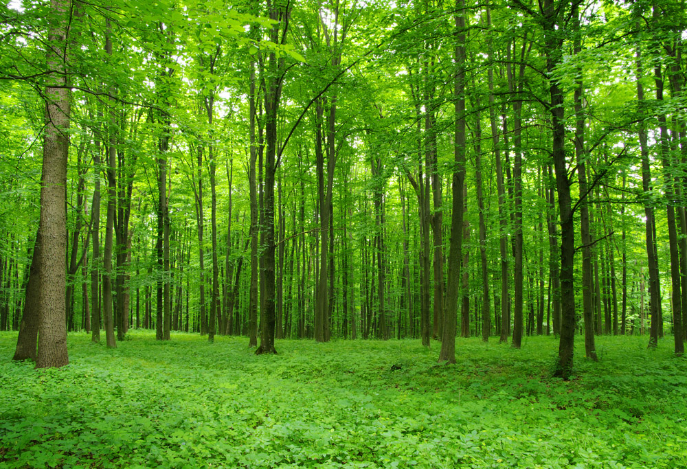 В Кимовске 112 га земли хотели исключить из лесных площадей