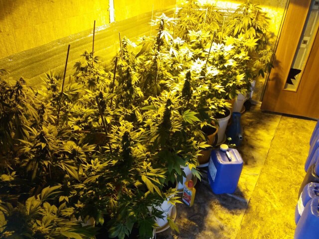 Выращивали марихуану в гараже семена марихуаны автоцветущая