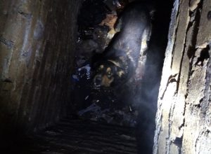 Тульские зоозащитники спасли собаку из подвала