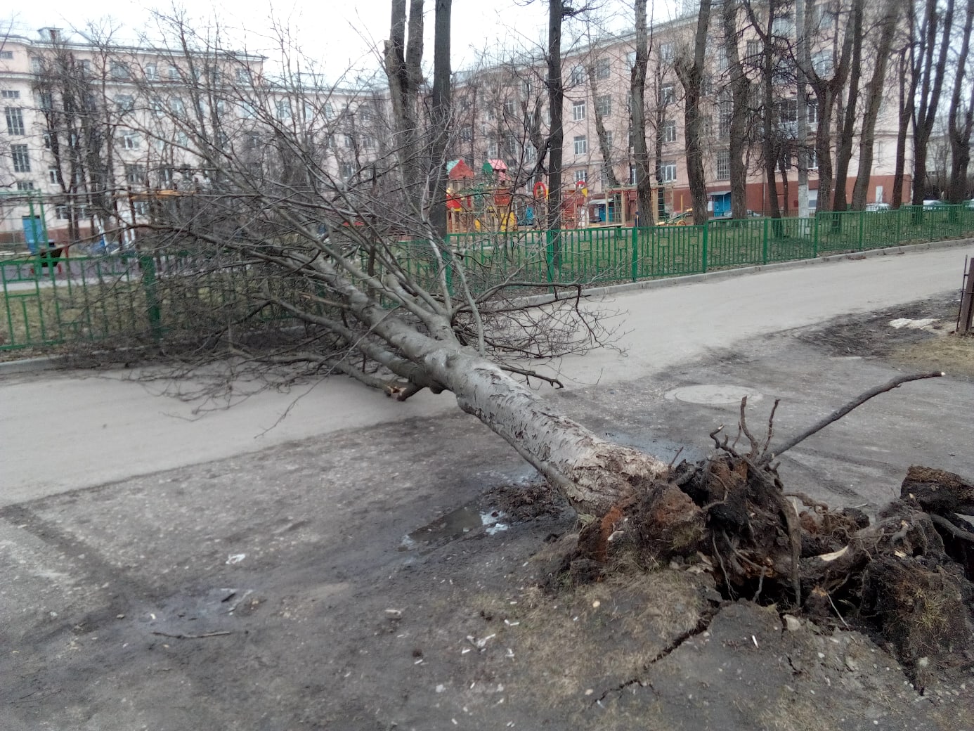 Дерево Упало Фото