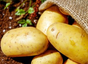 Двое жителей Богородицка украли 370 килограммов картофеля