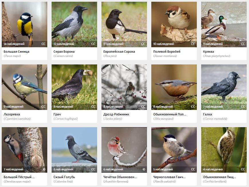 птицы тульской области с названиями и описанием