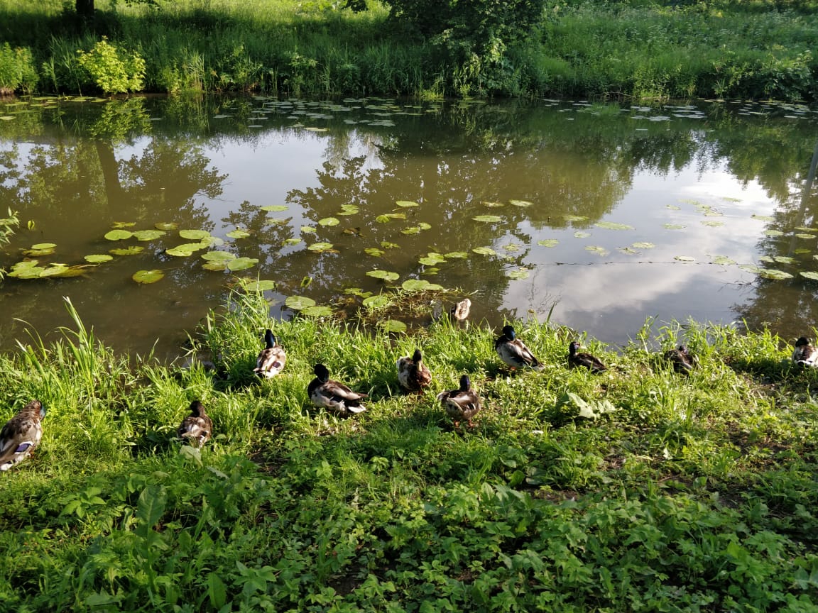 Баташевский Сад Тула Фото – Telegraph