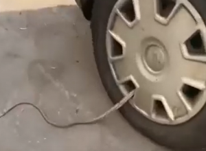 Туляки заметили змею в колесе автомобиля