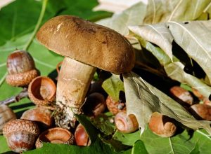В минприроды РФ опровергли информацию об ужесточении правил сбора грибов и березового сока