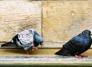 Туляки жалуются на гибель голубей: мертвых птиц находят во дворах и на дорогах