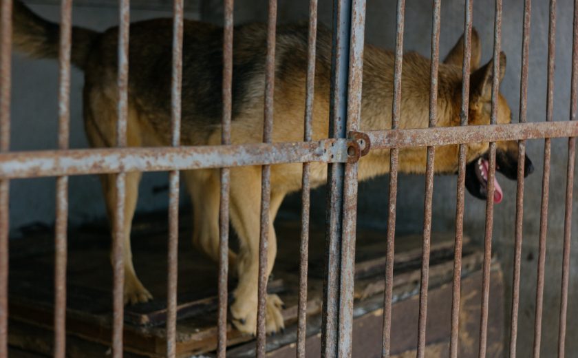 В тульском приюте более 130 собак отравились некачественным кормом