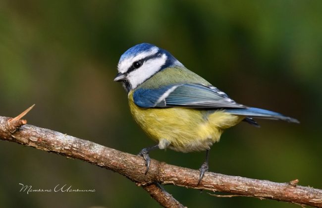 В Тульской области фотограф запечатлела редких и необычных птиц
