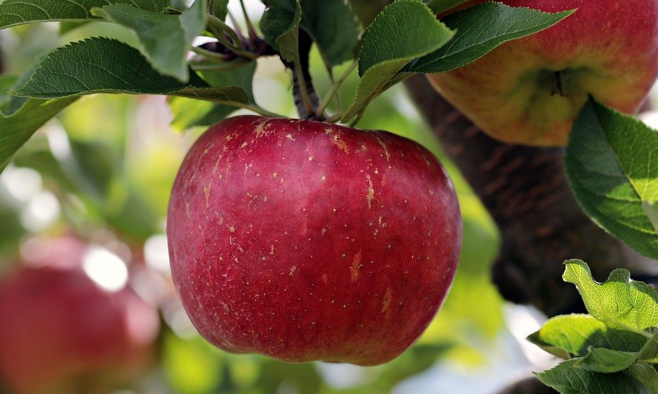 В Заокском районе в питомнике ввели карантин из-за зараженных яблонь