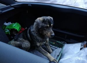 Тульские байкеры спасли и приютили тонущего пса