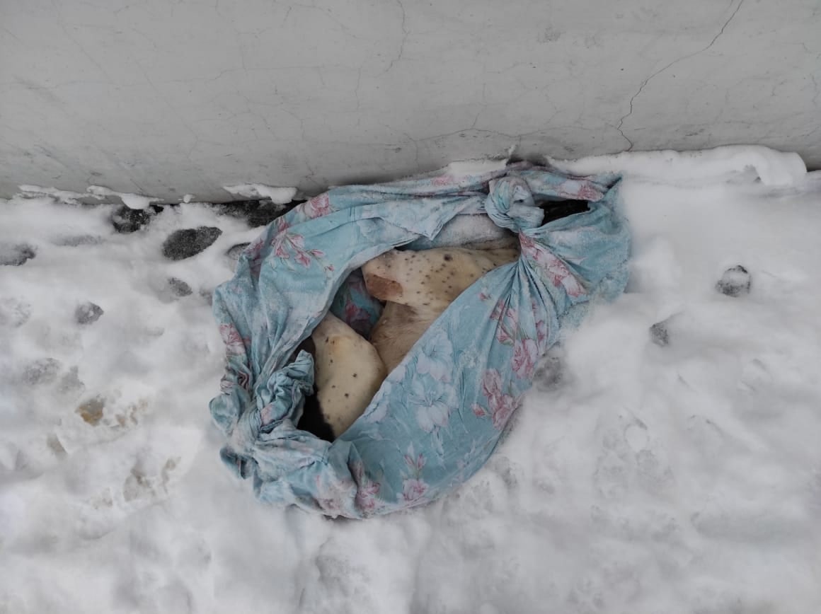 В Туле под дверью приюта для животных неизвестные оставили труп собаки