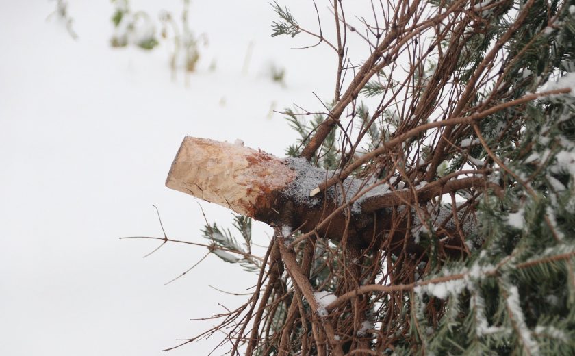 С 15 января в Туле откроются площадки утилизации новогодних елок
