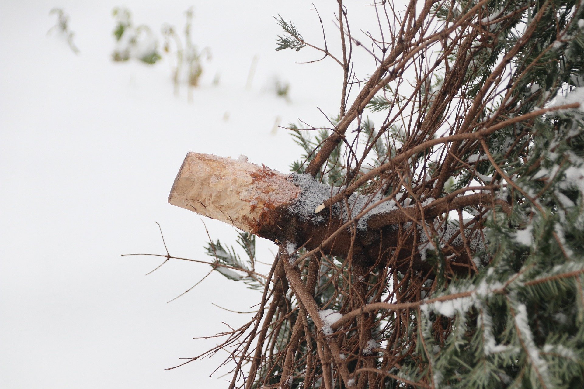 С 15 января в Туле откроются площадки утилизации новогодних елок