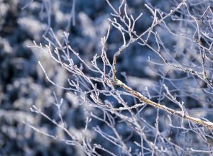 13 января в Туле ожидается снегопад и 18-градусные морозы