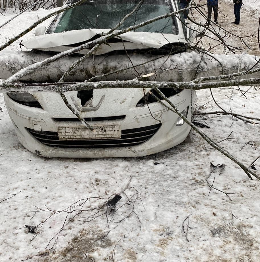 В Туле дерево упало на Peugeot и перекрыло въезд в поселок Хомяково