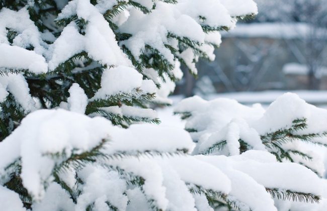 22 января в Туле ожидается снегопад и до -5