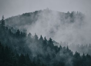 В Тульской области объявлено метеопредупреждение из-за густого тумана