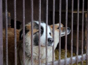 В Тульской области будут отлавливать даже чипированных собак, если они проявляют агрессию