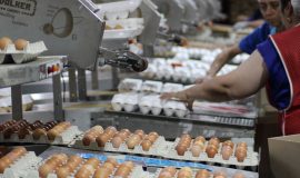 Где можно купить яйца от птицефабрики «Тульская»?