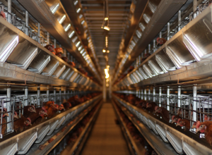 «Тульская птицефабрика» планирует торжественное открытие после увеличения производства втрое