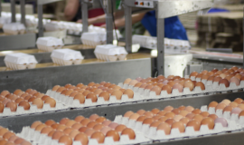 Повышение производительности и выход на экспорт: птицефабрика «Тульская» работает над расширением географии продаж