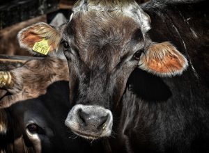 В Тульской области цыгане украли у фермеров четырех коров